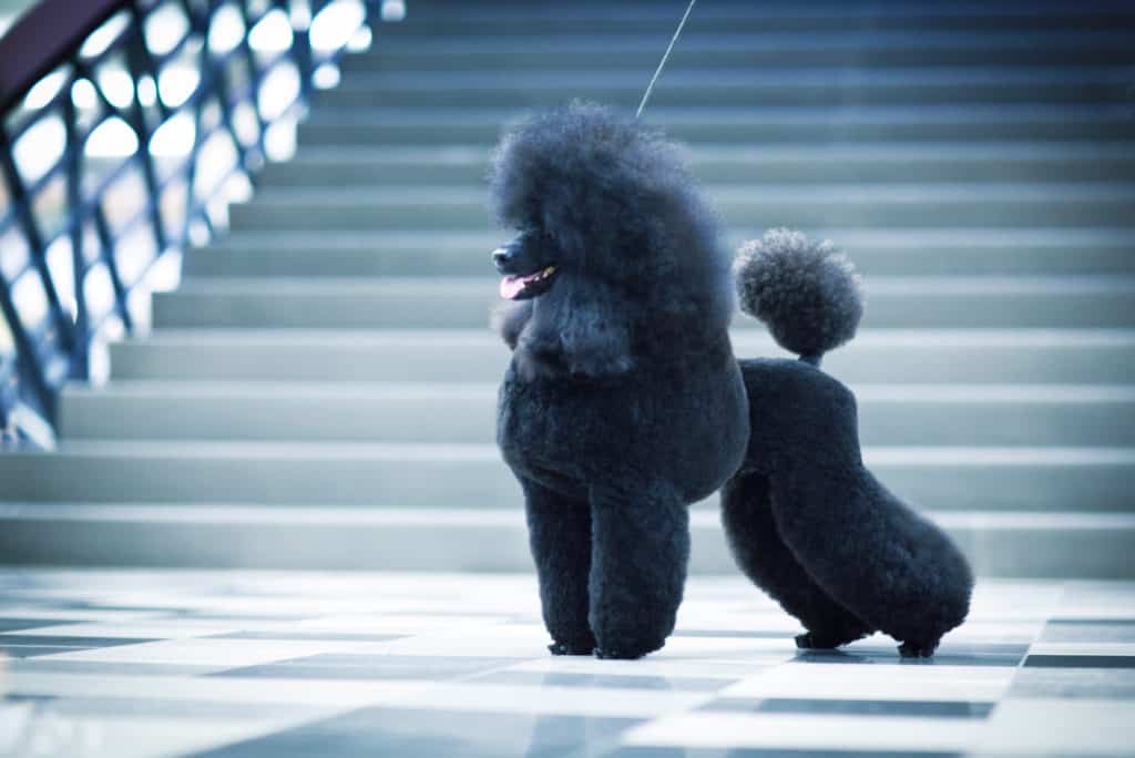 A black poodle on a checkered tile floor