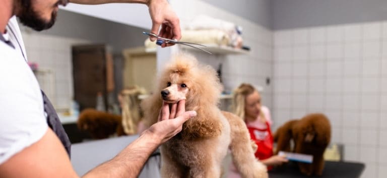 Man shearing brown poodle's hair.