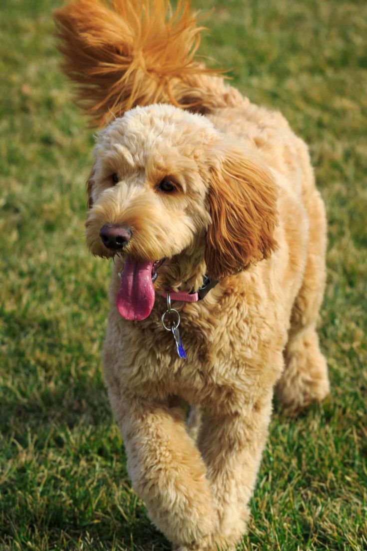 A cute goldendoodle dog plays at the park.