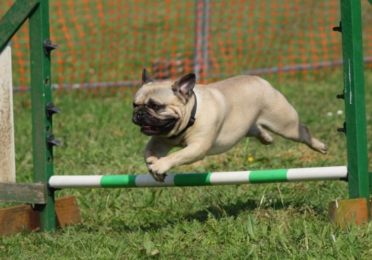 Dog Jumping in hurdle