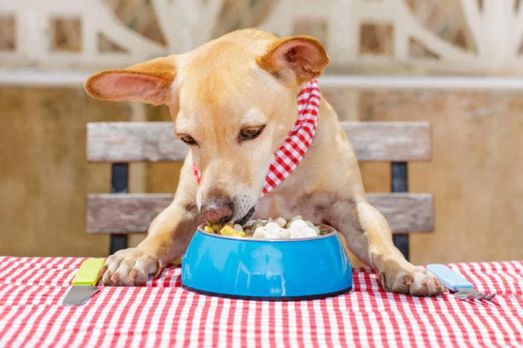 hungry chihuahua dog eating with tablecloth utensils at the table.