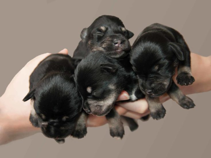 Four little puppies in arms