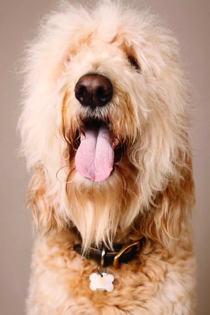 Large male goldendoodle (hybrid dog: golden retriever + standard poodle).