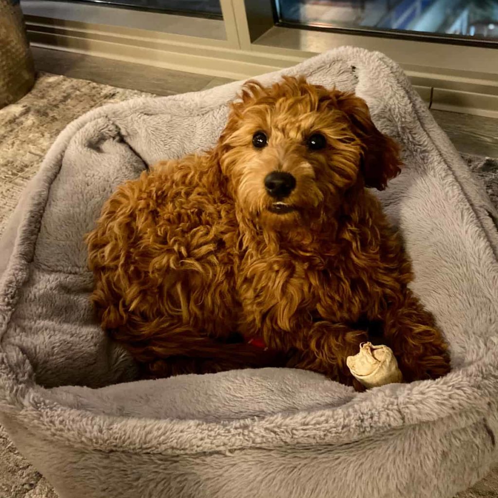 Happy Goldendoodle in a dog bed with a bone