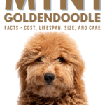 Mini Goldendoodle Facts - Cost, Lifespan, Size, and Care - Pin