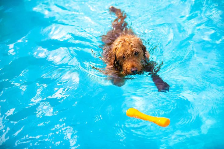 Miniature goldendoodle dog swimming and fetching toy in a salt water pool.