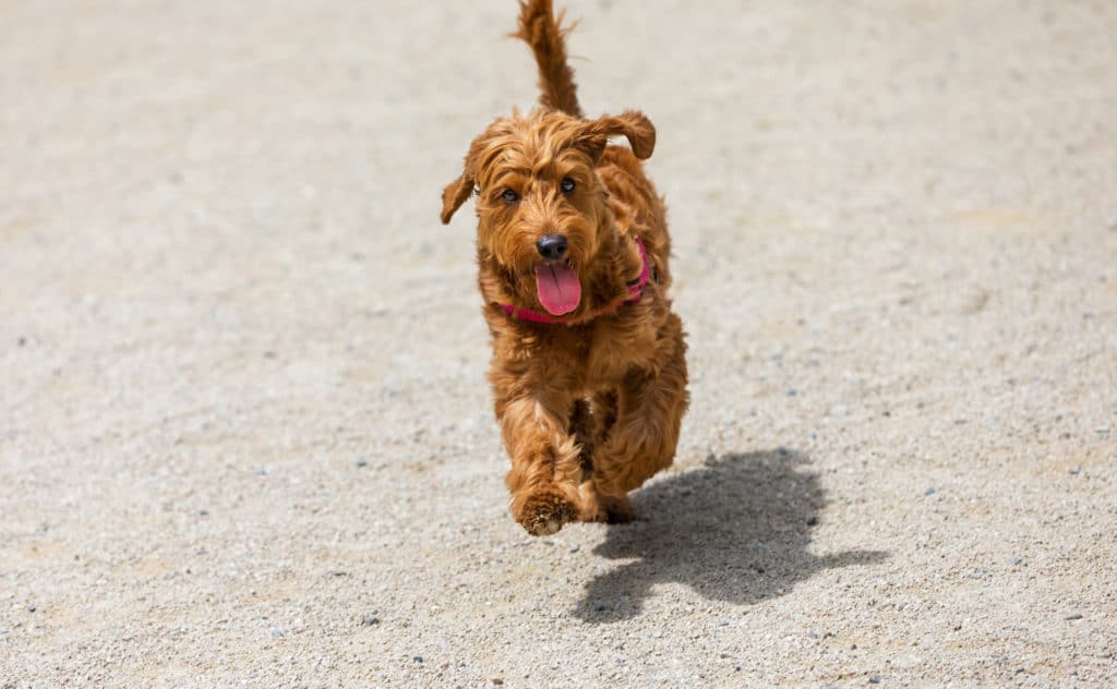 miniature golden doodle puppy running towards the camera.