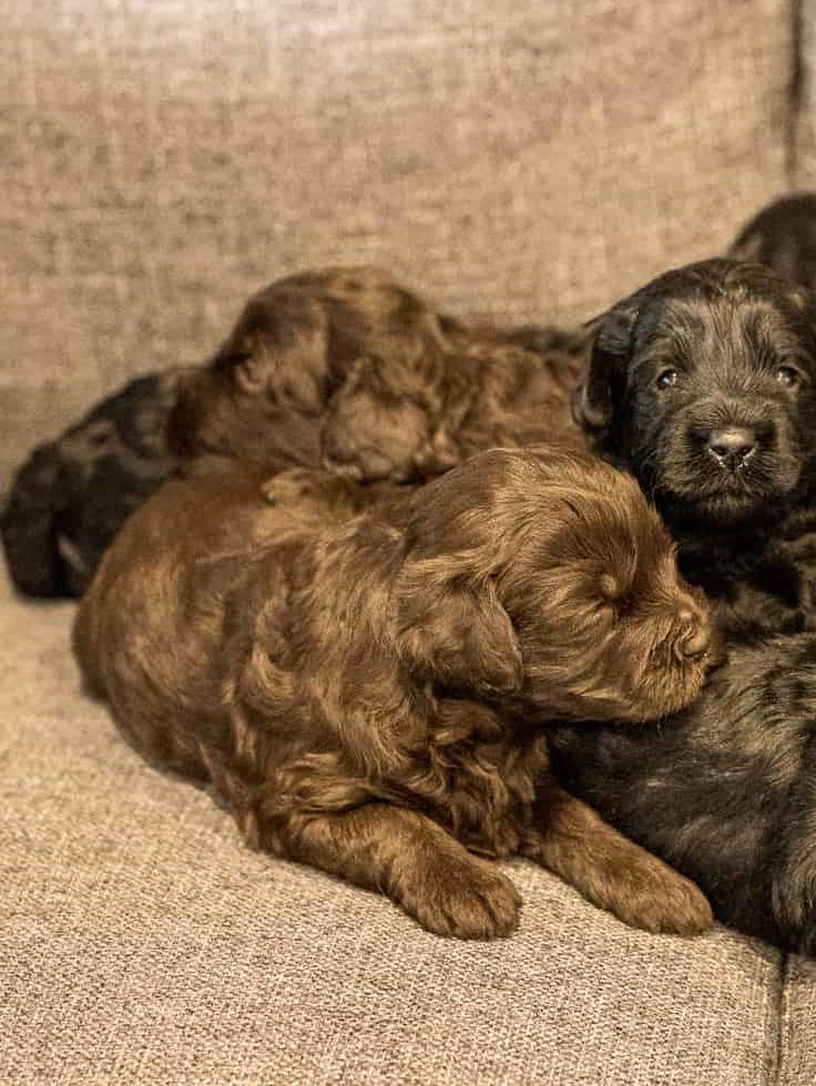 Nine little groodle puppies sometimes called goldendoodles