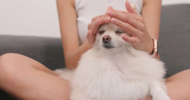 Pet owner massaging on her dog