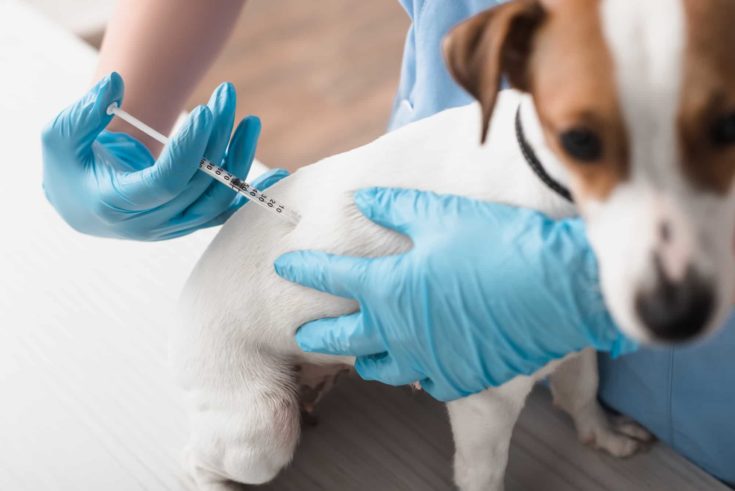 Veterinarian in blue latex gloves injecting jack russell terrier