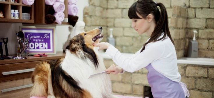 Woman combing dog's hair