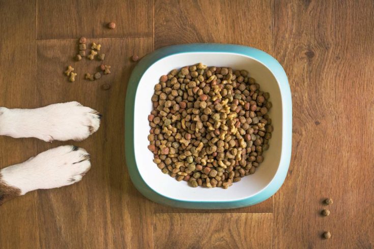dog food in the best dog bowl for goldendoodles