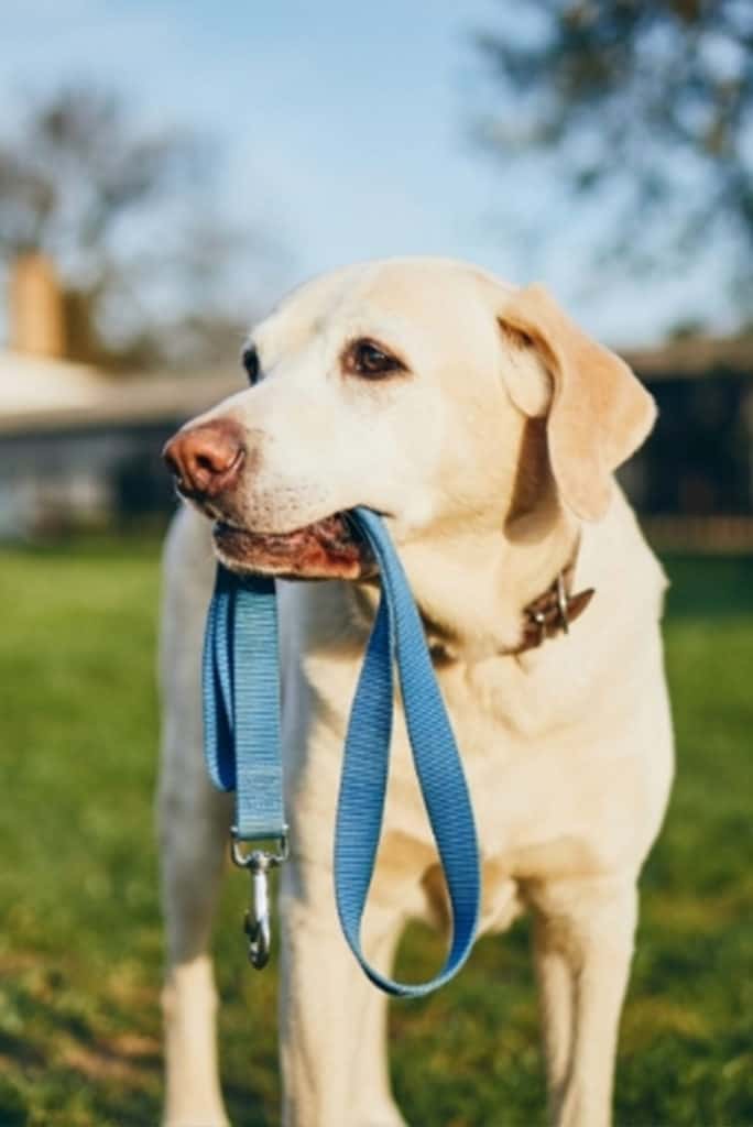 Dog Holding Leash in Mouth
