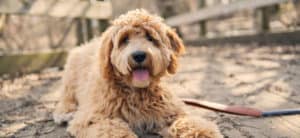 Adorable Goldendoodle lying on the ground
