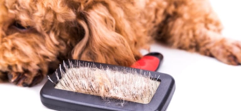 Slick brush with tangled dog's hair.