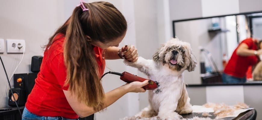 Woman grooming dog using a clipper.
