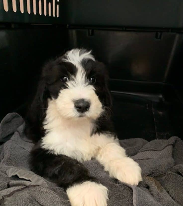 Black and white goldendoodle puppy