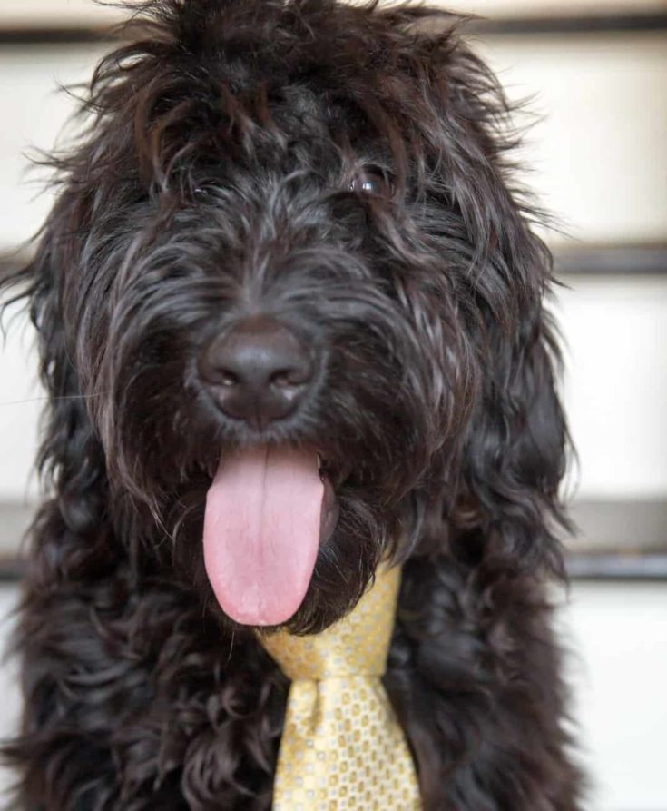 Black shaggy goldendoodle dog with tongue sticking out and wearing a yellow silk tie