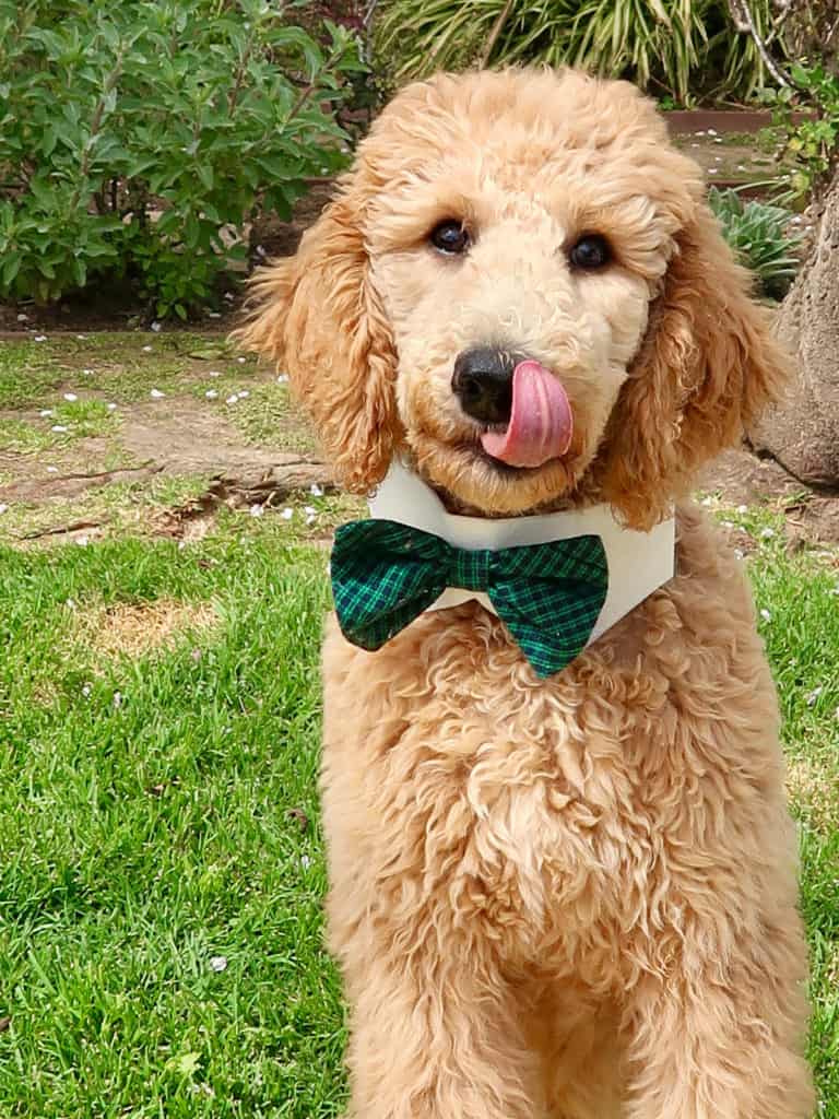 Labrador Poodle puppy wearing bow tie at park