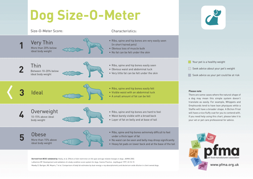 Canine Body Condition Scores