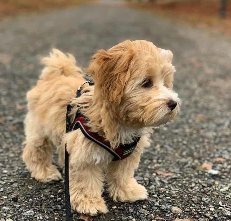 Cute goldendoodle puppy in a leash.