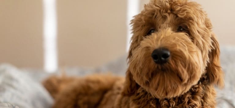 Focus of Multi-Generation Goldendoodle.