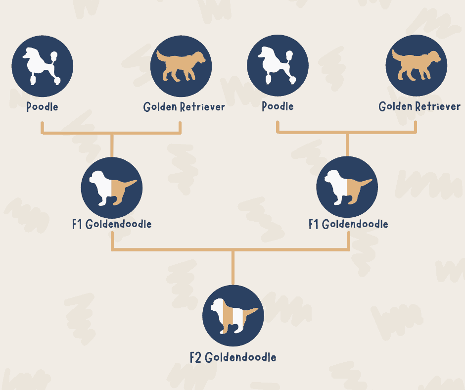F2 Goldendoodle - Infographic