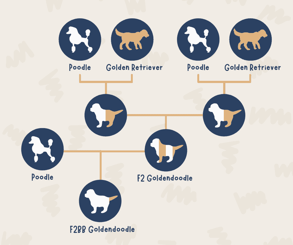 F2BB Goldendoodle - Infographic