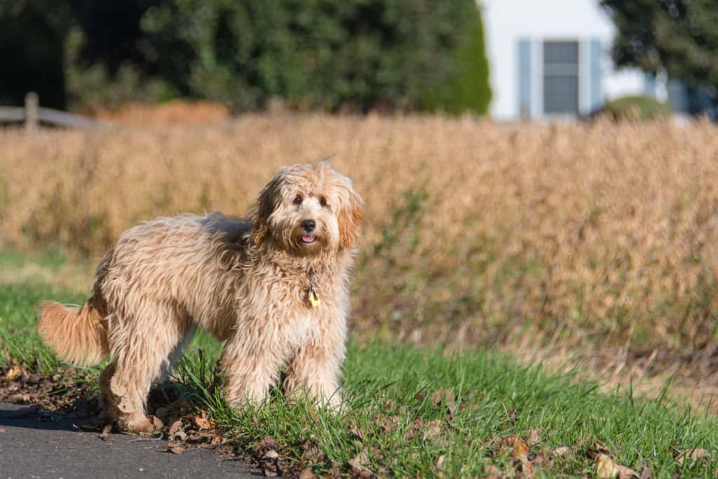 Female mini golden doodle F1B dog in outdoor environment