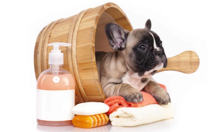 French bulldog puppy in wooden wash basin