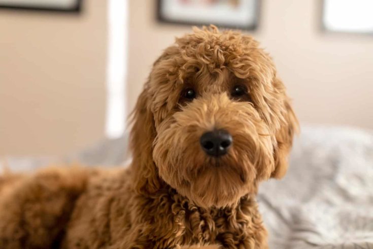 Goldendoodle puppy at home.