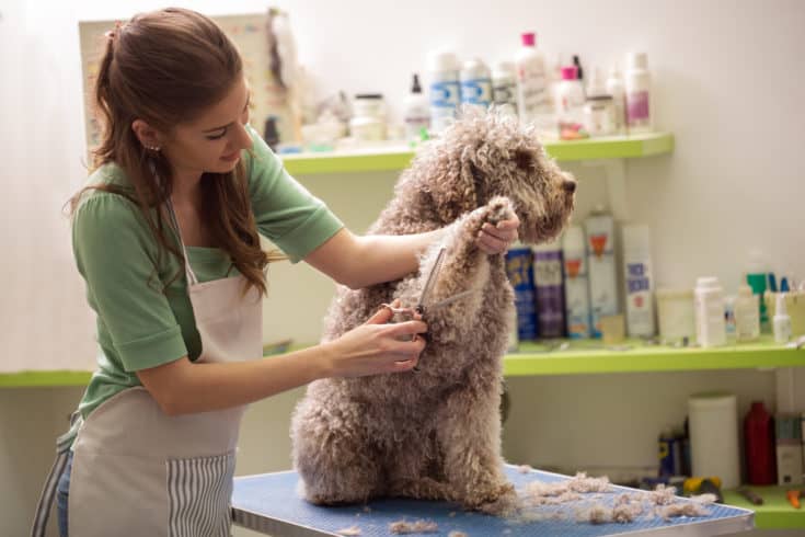 Groomer is cutting a dog hair in hair service
