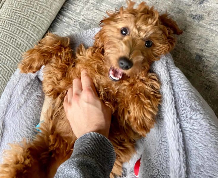 Happy Goldendoodle getting a belly rub