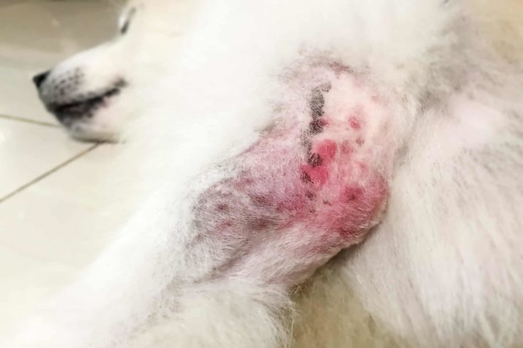 In selective focus of the Dermatitis disease on dog