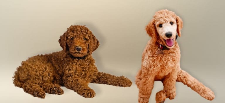 Brown Labradordoodle and a goldendoodle puppies