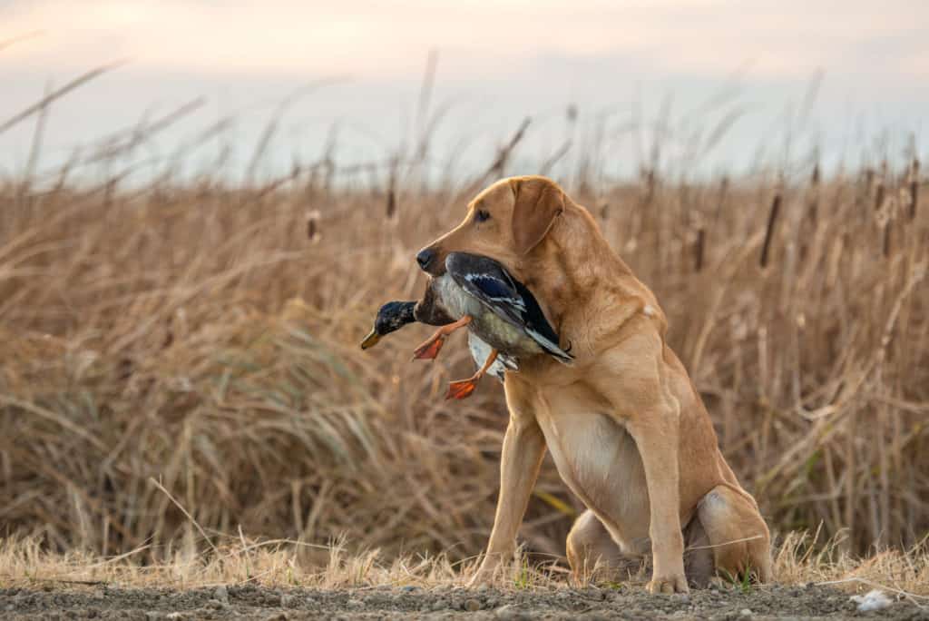 A labrador sits obediently with a mallard duck.