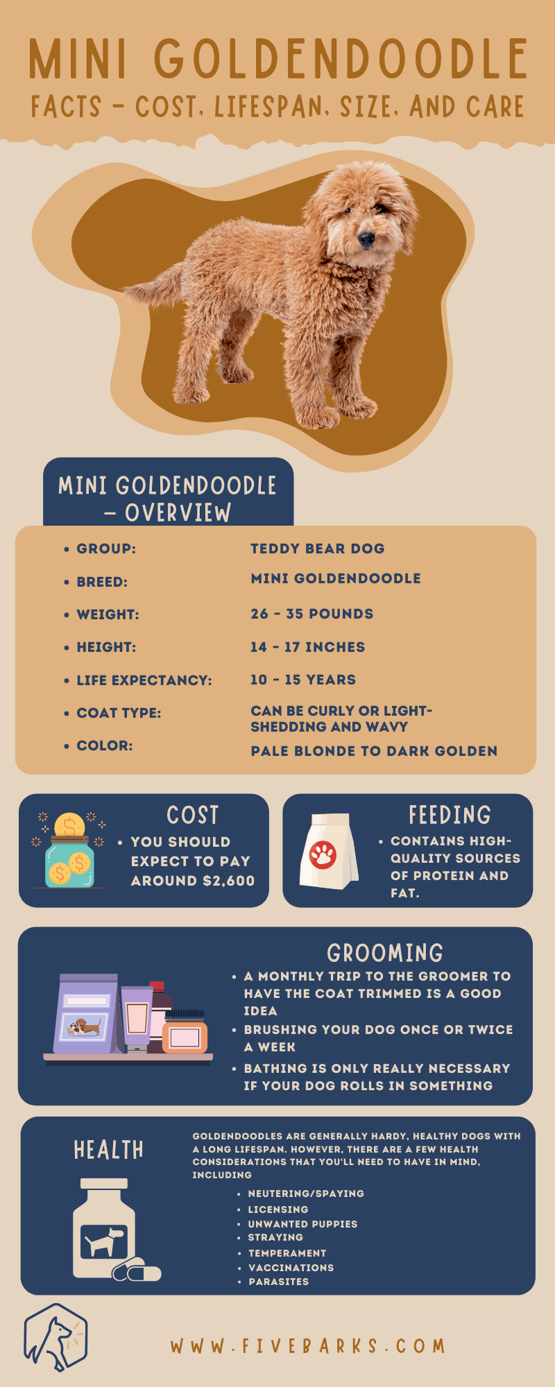 Mini Goldendoodle Facts - Cost, Lifespan, Size, and Care - Infographic