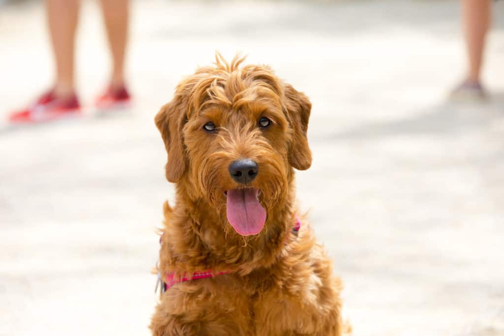 portrait of a miniature golden doodle puppy in a dog park