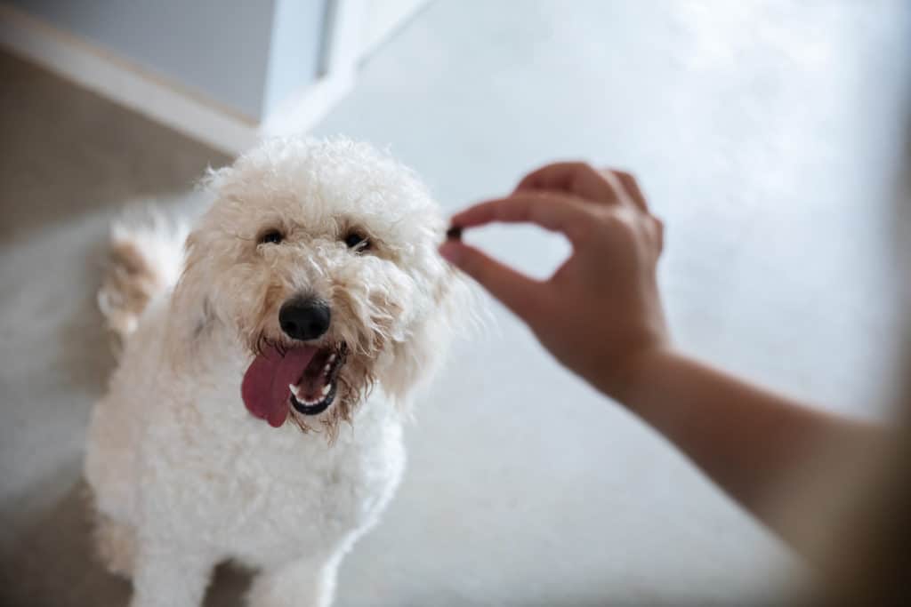 Pet Goldendoodle puppy waits patiently for treat while being trained