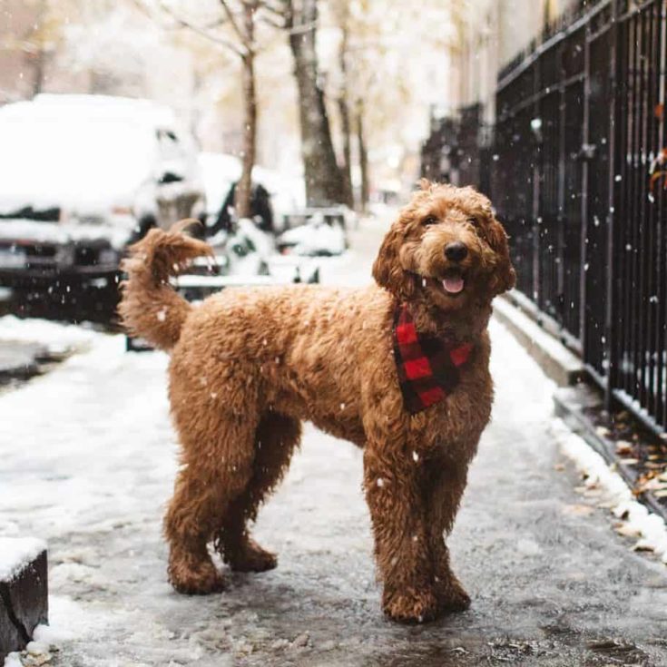 Red goldendoodle wearing black and red stripe scarf.