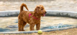 Mini Goldendoodle playing and his toy ball