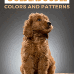 Types of Goldendoodle Colors and Patterns - Pin