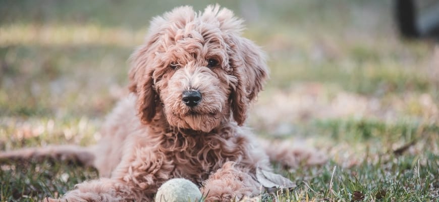 Goldendoodle with a ball in the ground.