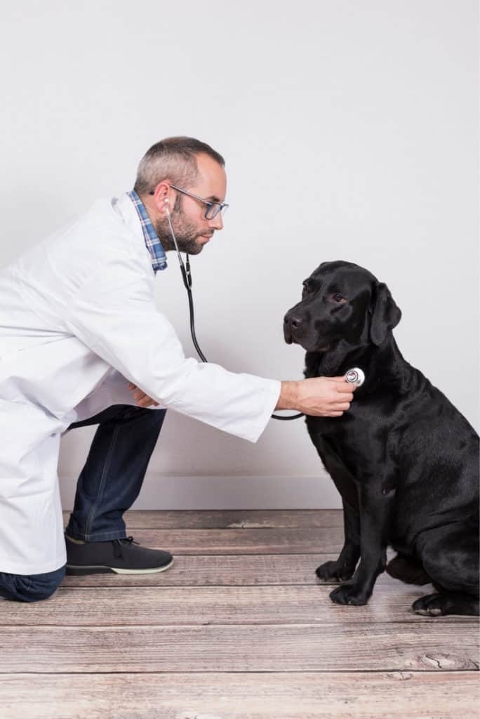 Veterinarian Examining a Black Labrador Dog by Using Stethoscope