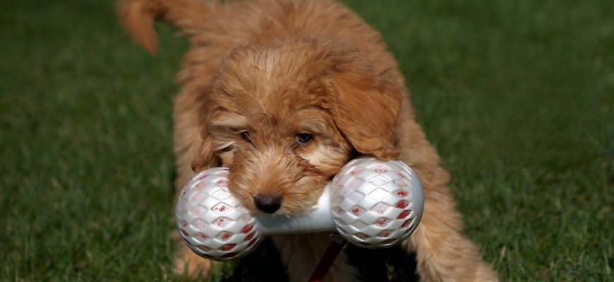 Goldendoodle clutching toy in his mouth while playing