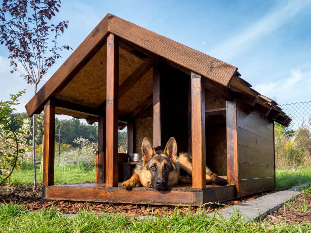 German shepherd resting in its wooden kennel