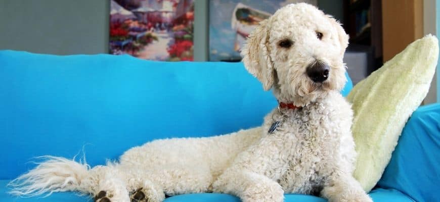 Goldendoodle sitting on the blue couch