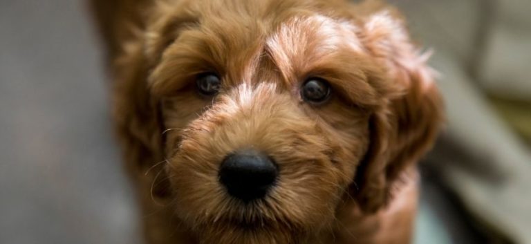 Goldendoodle in blurry background