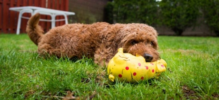 Dog lying on the grass with toy on its mouth