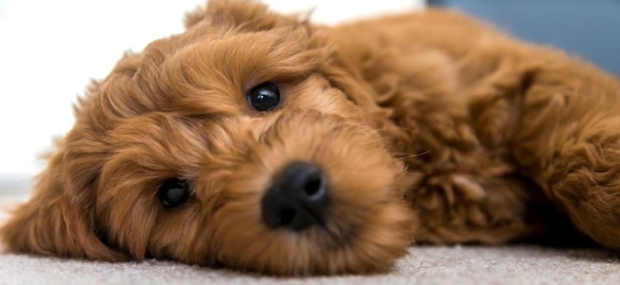 Brown goldendoodle puppy lying on rug.